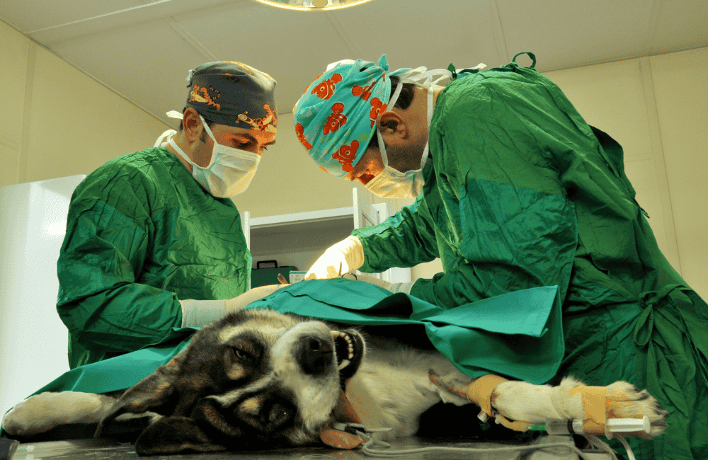 ความแตกต่างของการทำหมันสุนัขตัวผู้ vs สุนัขตัวเมีย